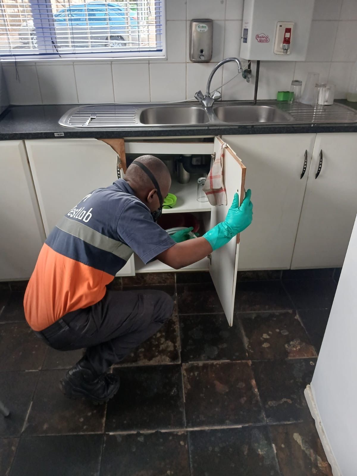 Pest Lab technician inspecting under kitchen sink with gloves